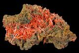 Bright Orange Crocoite Crystal Cluster - Tasmania #127952-1